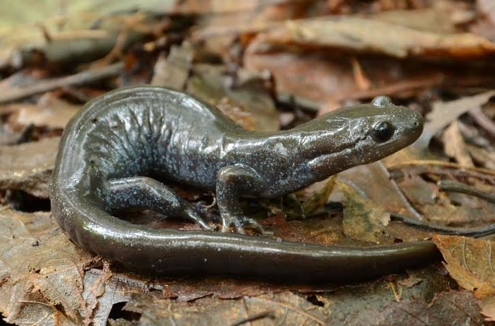 Blue-spotted Salamander Complex