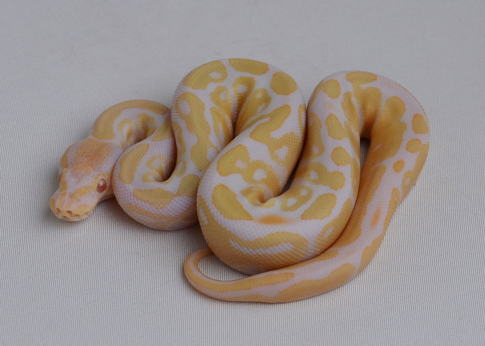 Thumbnail: Albino 50% Pos. Het. Pied ID: 14_H3♂