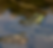 American Bullfrog