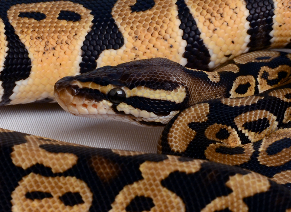 Thumbnail: Pastel ID:13_H15 ♀