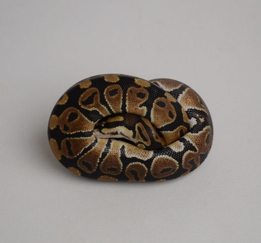 Thumbnail: Normal ID:13_H13 ♀