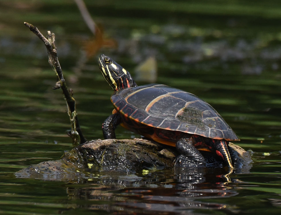 Eastern Painted Turtle