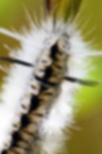 Hickory Tussocks Moth Caterpillar_135