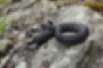 Northern Black Racer