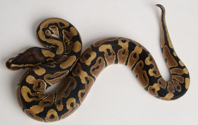 Thumbnail: Normal ID:13_H2 ♂