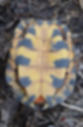 Wood Turtle Plastron