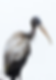 Wood Stork_108