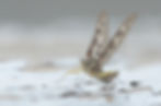 Mayfly_137