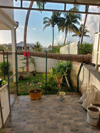 The Damaging Fallen Coconut Tree
