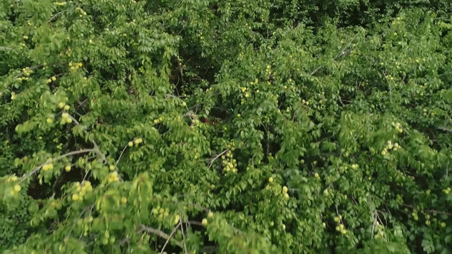06.gif