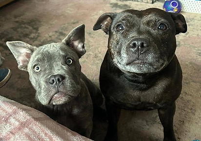 dog sitting two happy dogs