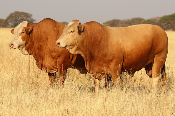 IMG_9573 (1024x681).jpg