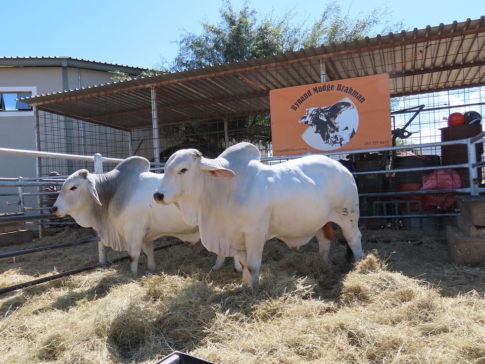 Namibia Genetics Auctions