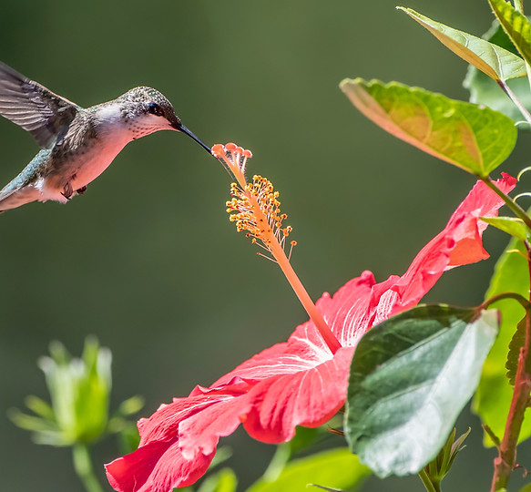 Représente la Martinique, l'harmonie avec la nature et la symbolique autour du colibri