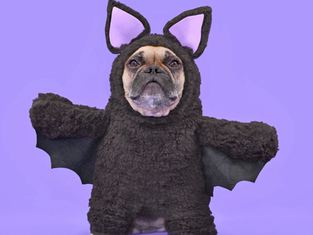 Hollywood’s Most Famous Halloween Dogs