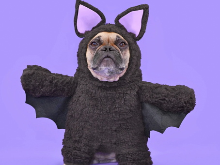 Hollywood’s Most Famous Halloween Dogs