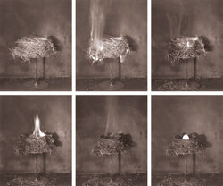 Zoe Zimmerman phoenix nest II.jpeg