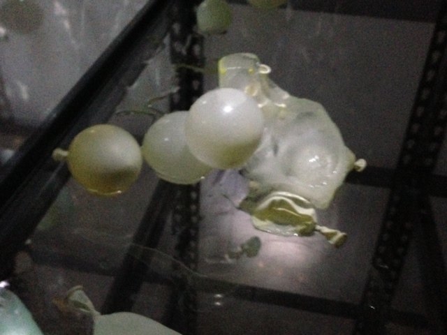 Cold Storage Cheri Ibes