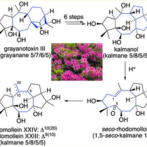 グラヤナンからカルマンへの骨格変換