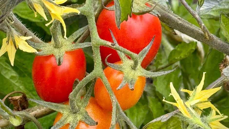 Growing Tomatoes and                                Nurturing Your Art Practice                                                                 