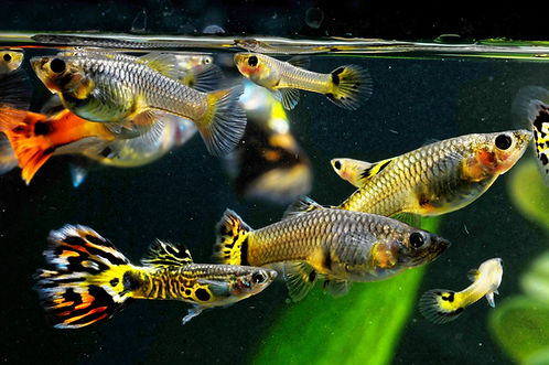 Guppy.jpeg