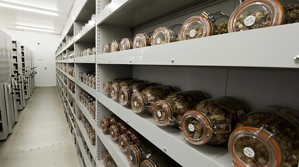 seedbank_Credit_Clare Trivedi _Kew Gardens MSB .png