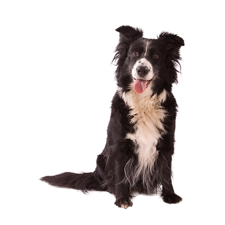 Black And White Dog_edited_edited.png