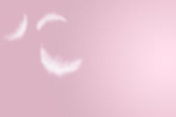 abstract solf white feathers floating in the air with copy space on pink background.jpg
