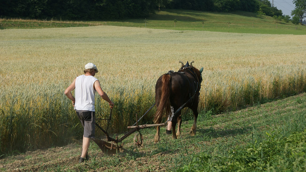Arbeitspferd im Einsatz