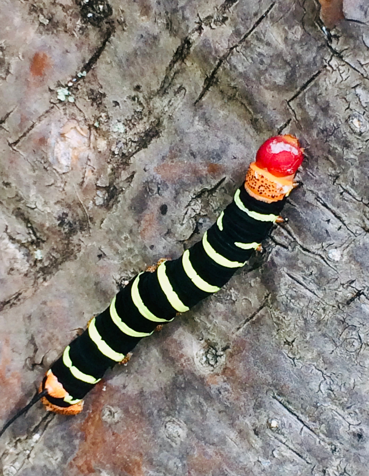 French West Indies, Martinique catapillar.
