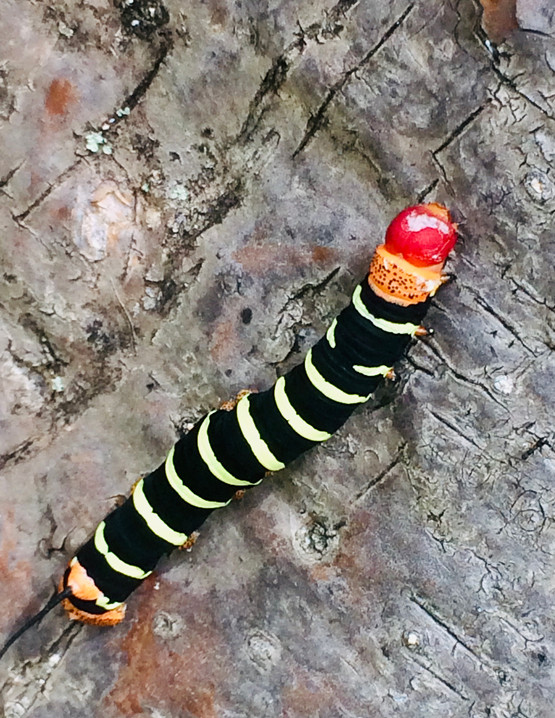 French West Indies, Martinique catapillar.