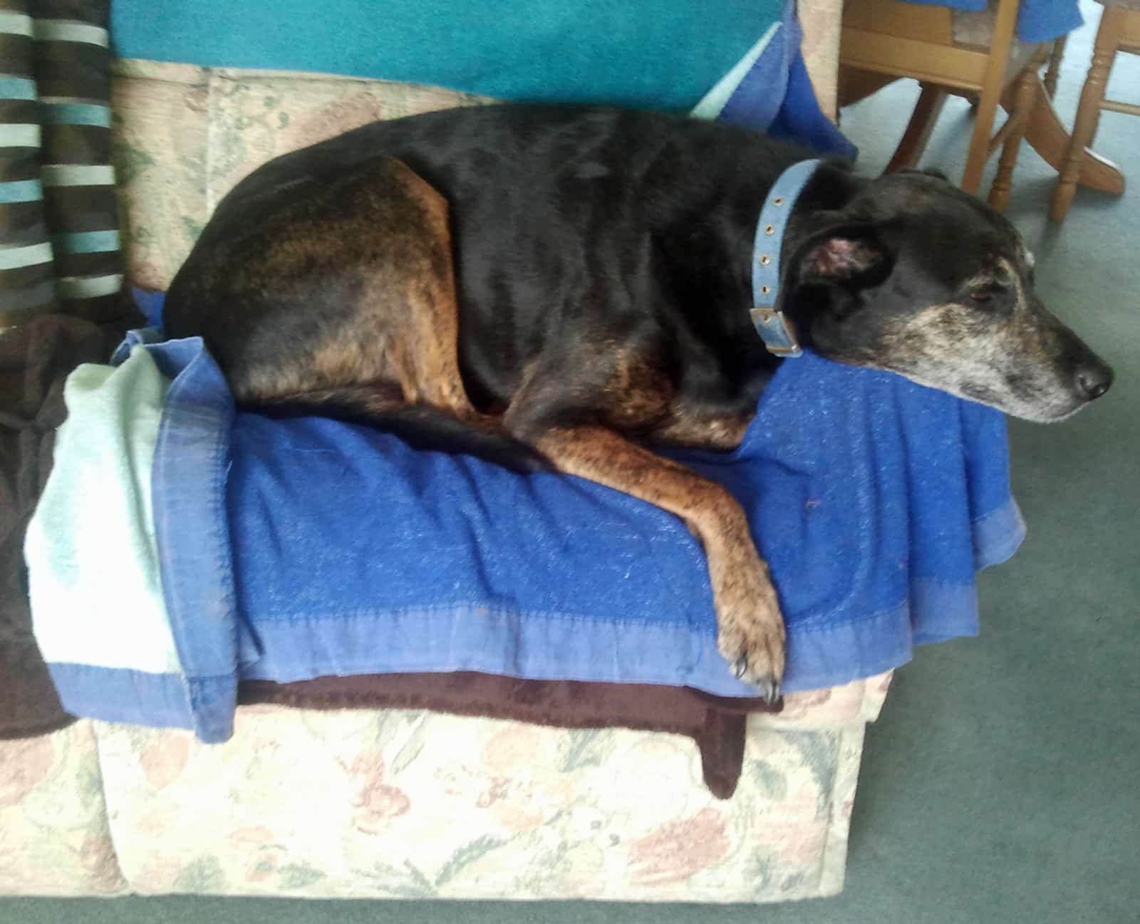 Hughie on Sofa at Phils-min