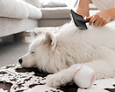 dematting, dog dematting, cat dematting