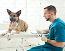 daycare for dogs, doggy daycare near me, specialised dog care