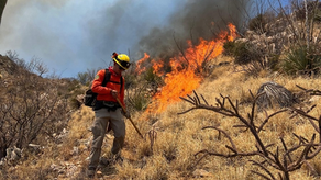 Gobierno de Sonora sofoca incendio forestal en Tubutama