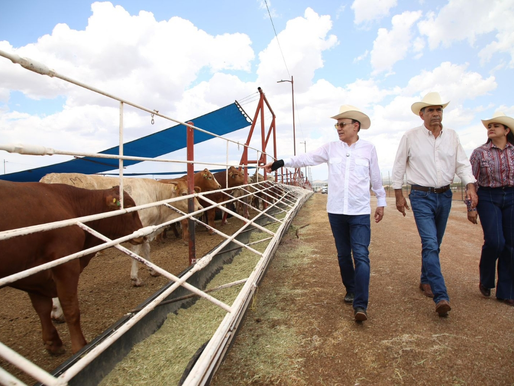 Gobernador Durazo reanuda exportación de ganado a Estados Unidos; Sonora es el primer estado en México