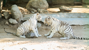 CEDES anuncia la llegada de dos nuevos ejemplares de tigre blanco al Centro Ecológico
