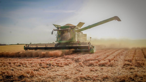 Impulsa Gobierno de Sonora apoyo emergente para productores de trigo cristalino