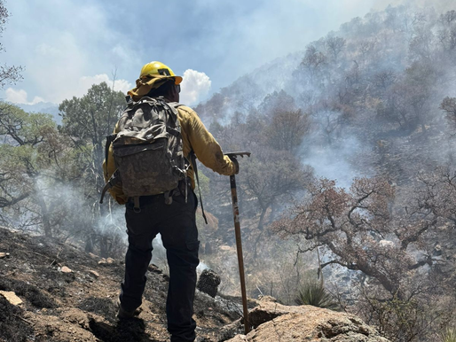 Gobierno de Sonora logra liquidación total del incendio forestal en la Sierra Los Ajos