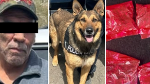 Binomio canino del Gobierno de Sonora generan resultados en operativo de Hermosillo