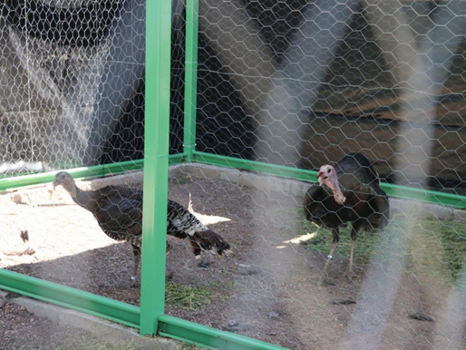 Alberga aviario de Unisierra a especie de gran importancia cinegética
