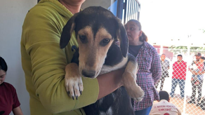 Beneficia Gobierno de Sonora la salud animal con jornada de esterilización en Empalme