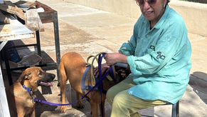 Beneficia Gobierno de Sonora la salud animal con jornada de esterilización en San Pedro