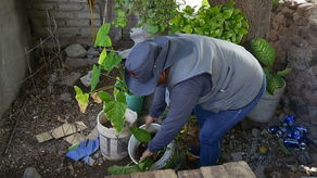 Llama Salud Sonora a retirar maleza de hogares para eliminar escondite de mosco transmisor del dengue