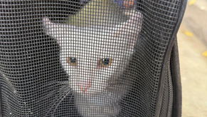 Beneficia Gobierno de Sonora salud animal con jornadas de esterilización en Cajeme