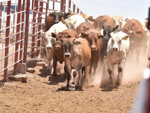 Gobierno de Sonora y Senasica refuerzan acciones contra el gusano barrenador