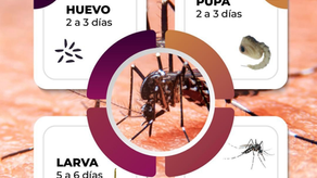 Invita Gobierno de Sonora a conocer el ciclo de vida del mosquito para prevenir el dengue