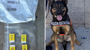 Binomios K-9 de la Policía Estatal localizan sustancia prohibida en paquetería