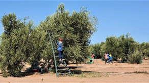 Sonora ocupa el primer lugar en México en producción de aceituna: Sagarhpa