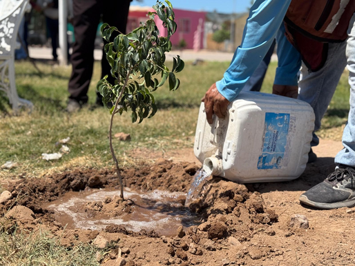 Mantiene Ayuntamiento campaña de reforestación en la ciudad